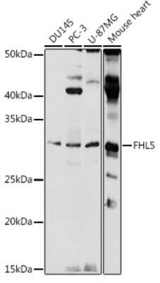 Western Blot: FHL5 AntibodyAzide and BSA Free [NBP3-04629]